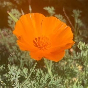 Meet your Posher, Diana